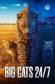 Big Cats 24/7